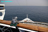 IMGP2236_thumb.jpg