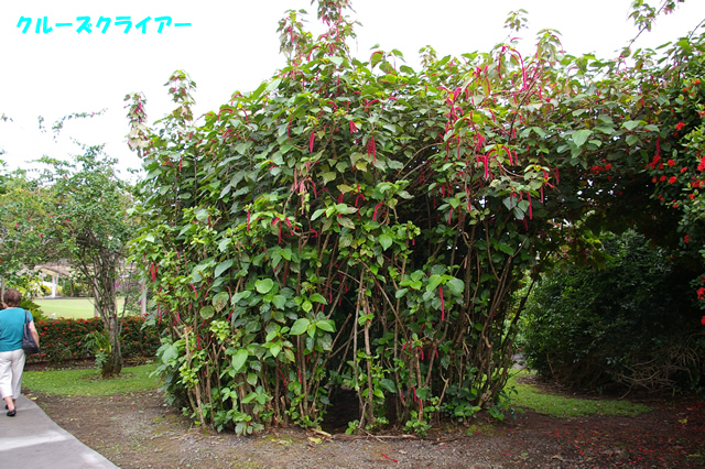 IMGP4087.jpg