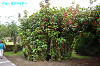 IMGP4087_thumb.jpg