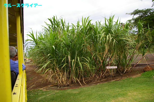 IMGP4326.jpg