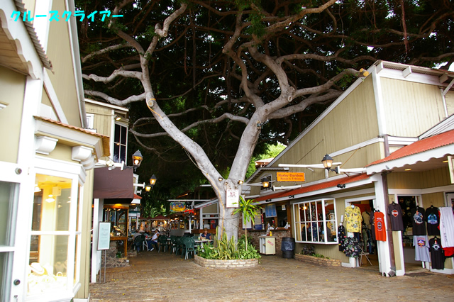 IMGP4400.jpg