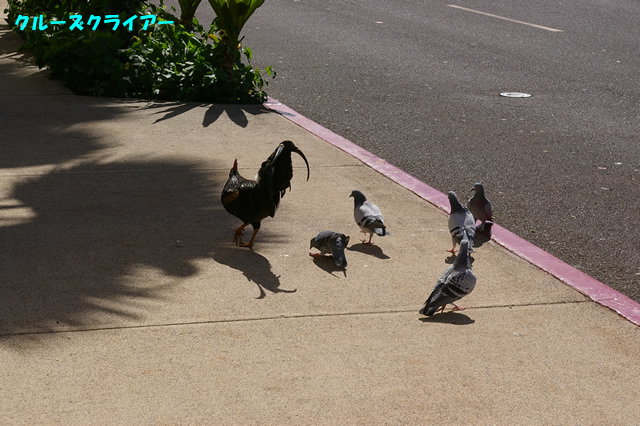 IMGP5040.jpg