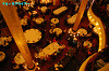 IMGP2280_thumb.jpg